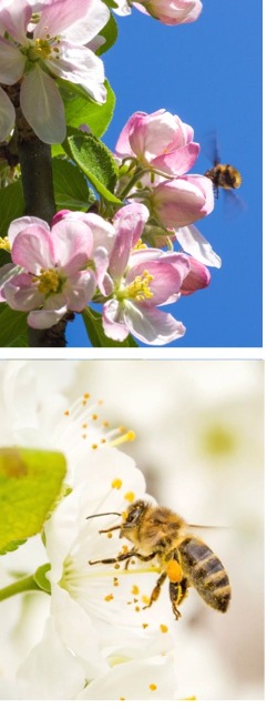 Apple blossom and pollinating insect